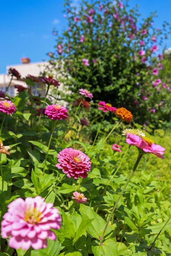 Apartment Garden M&M Dubrovnik Eksteriør billede
